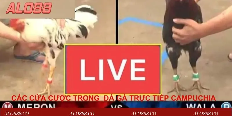 Các cửa cược online trong đá gà trực tiếp Campuchia