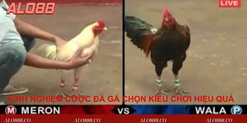 Kinh nghiệm cá cược đá gà chọn kiểu chơi hiệu quả