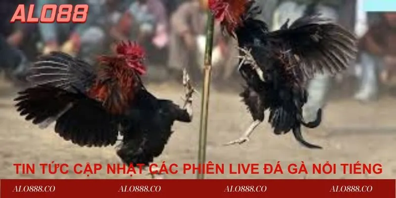 Tin tức cập nhật các phiên live đá gà nổi tiếng